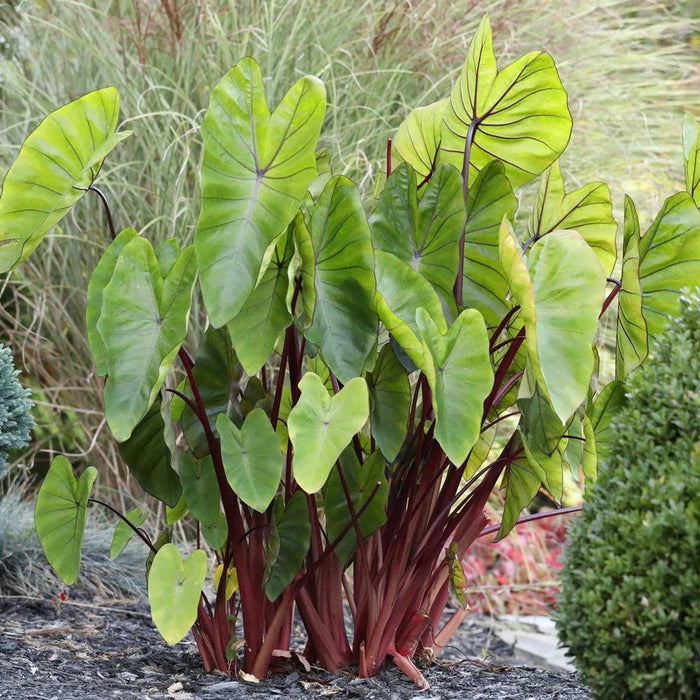 Elephant Ear - Hawaiian Punch - Caribbean garden seed