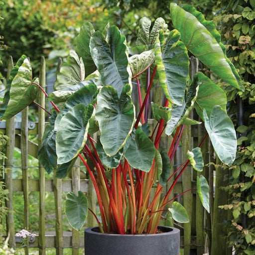 Elephant Ear - Hawaiian Punch - Caribbean garden seed
