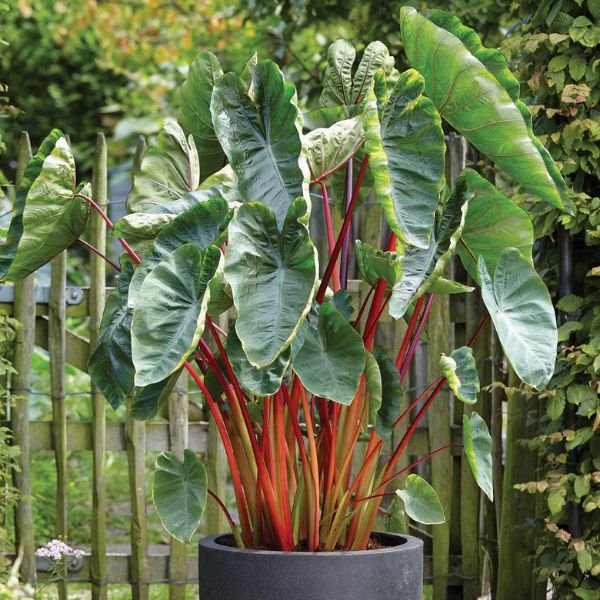 Elephant Ear - Hawaiian Punch - Caribbean garden seed