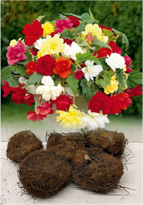 Begonia - Cascade Pendula - Mixed - Caribbean garden seed