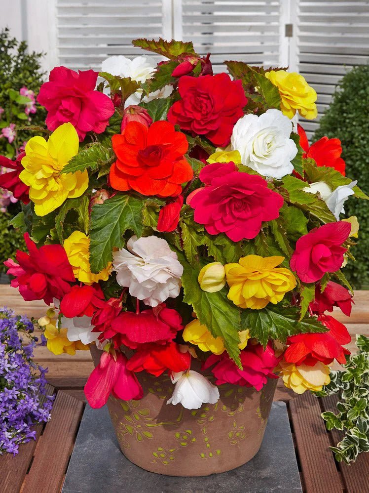 Begonia - Cascade Pendula - Mixed - Caribbean garden seed
