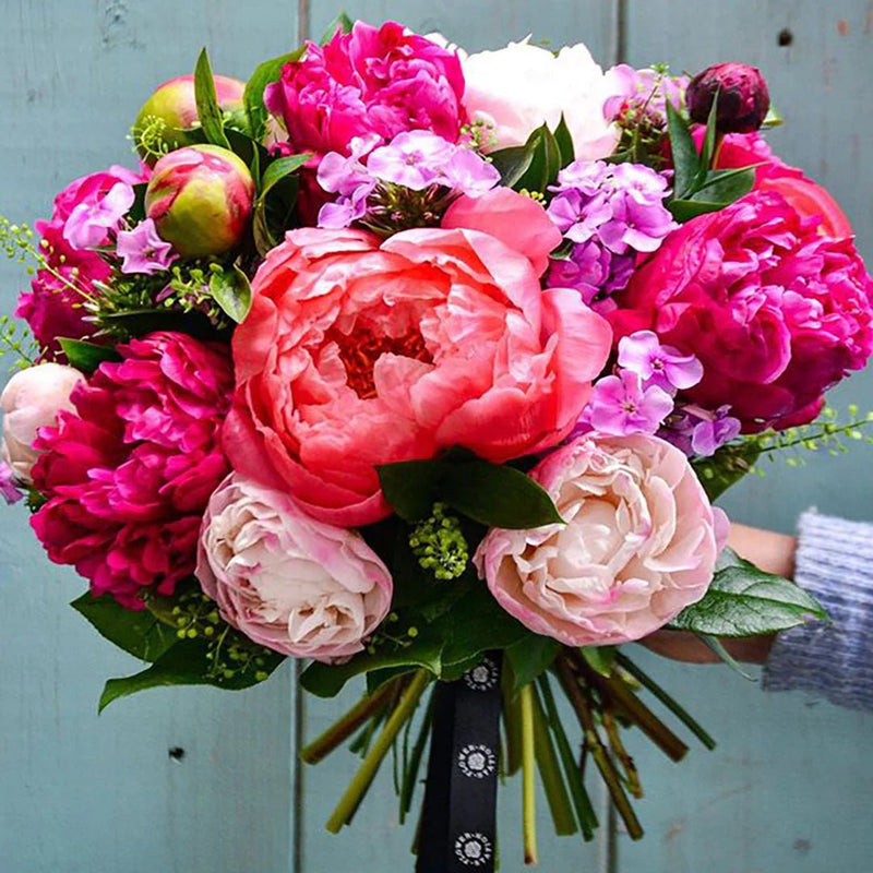 Peony Bare Root - Cotton Candy Mix - Caribbean garden seed