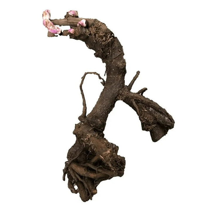 Peony Bare Root - Cotton Candy Mix - Caribbean garden seed