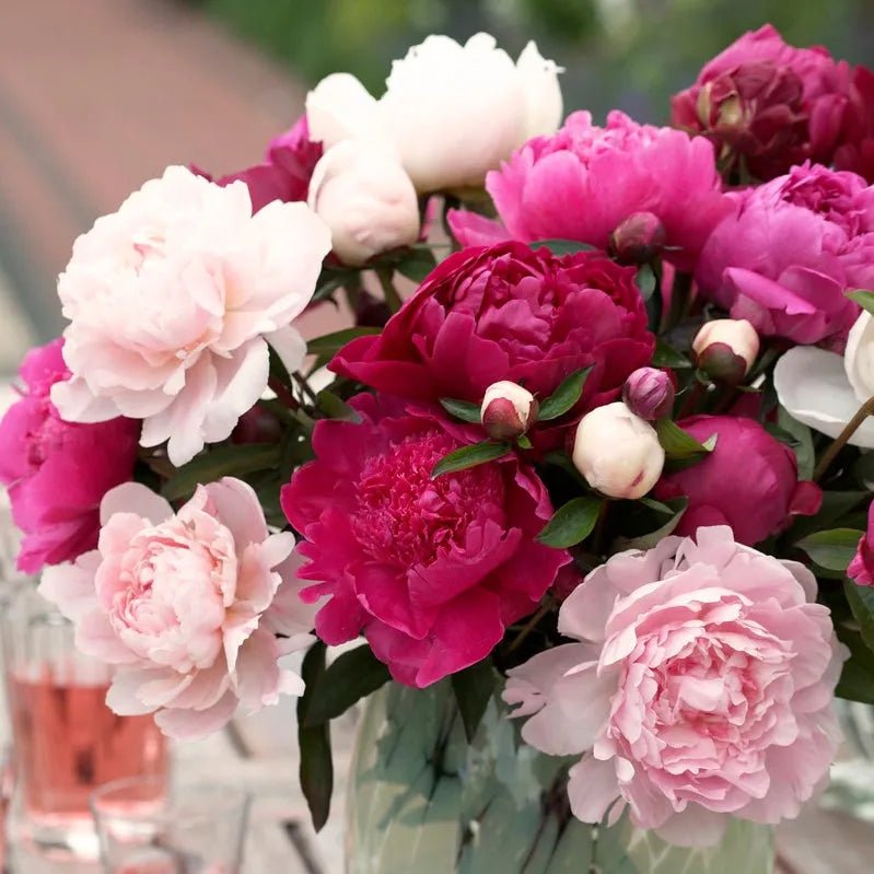 Peony Bare Root - Cotton Candy Mix - Caribbean garden seed
