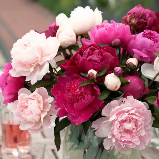 Peony Bare Root - Cotton Candy Mix - Caribbean garden seed