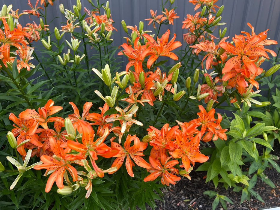Pollen Free - Asiatic Lily Bulbs - Must See - Caribbean garden seed