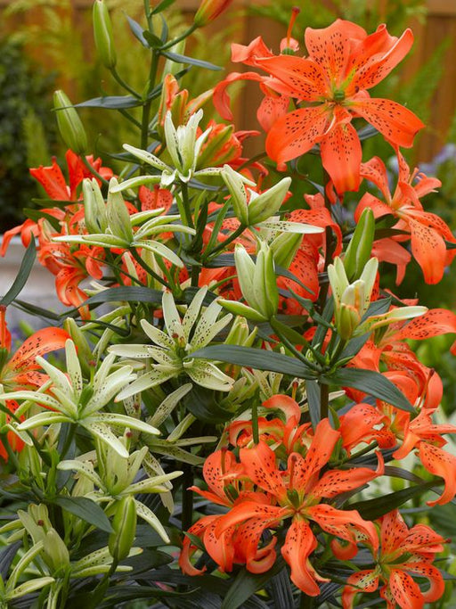 Pollen Free - Asiatic Lily Bulbs - Must See - Caribbean garden seed