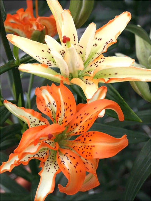 Pollen Free - Asiatic Lily Bulbs - Must See - Caribbean garden seed