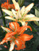 Pollen Free - Asiatic Lily Bulbs - Must See - Caribbean garden seed