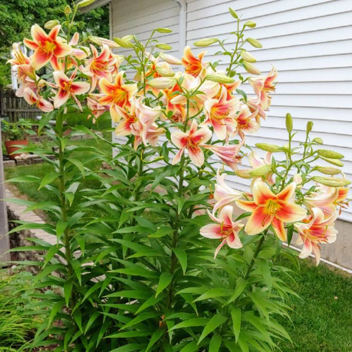 Lily Bulbs -Montego Bay - Trumpet, fragrance - Caribbean garden seed