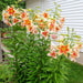 Lily Bulbs -Montego Bay - Trumpet, fragrance - Caribbean garden seed