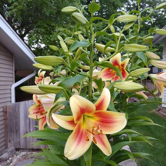 Lily Bulbs -Montego Bay - Trumpet, fragrance - Caribbean garden seed