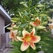 Lily Bulbs -Montego Bay - Trumpet, fragrance - Caribbean garden seed