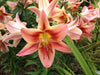 Lily Bulbs -Montego Bay - Trumpet, fragrance - Caribbean garden seed