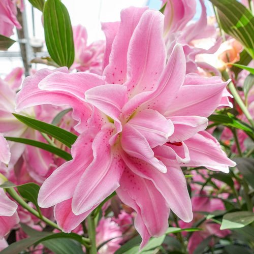 Lily Bulbs -Oriental, Lotus Queen, Pink fragrant - Caribbean garden seed