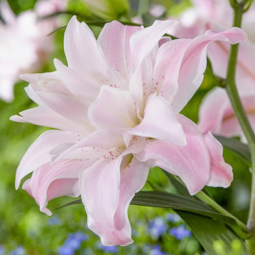 Lily Bulbs -Oriental, Lotus Queen, Pink fragrant - Caribbean garden seed