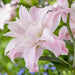 Lily Bulbs -Oriental, Lotus Queen, Pink fragrant - Caribbean garden seed