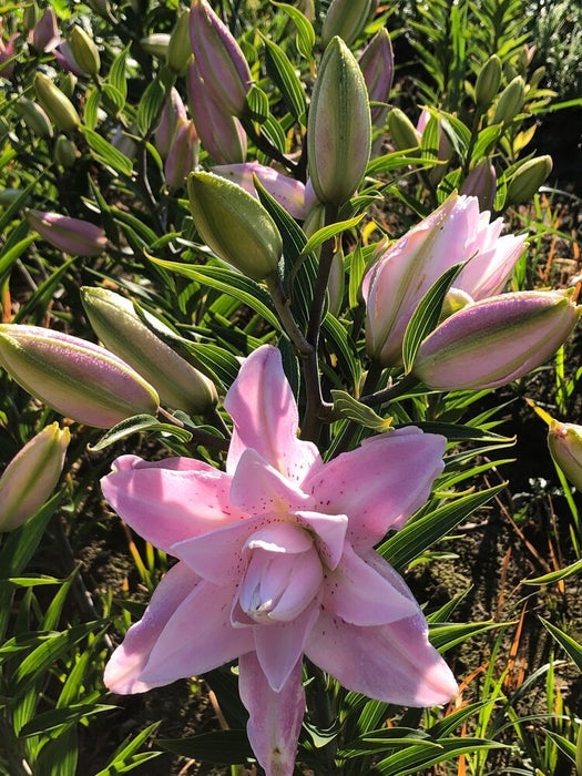 Lily Bulbs -Oriental, Lotus Queen, Pink fragrant - Caribbean garden seed