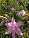 Lily Bulbs -Oriental, Lotus Queen, Pink fragrant - Caribbean garden seed
