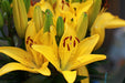 Hardy Lily Bulbs -Golden Matrix, Dwarf Asiatic - Caribbean garden seed