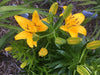 Hardy Lily Bulbs -Golden Matrix, Dwarf Asiatic - Caribbean garden seed