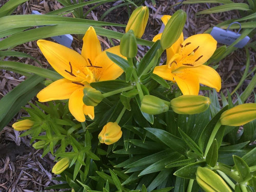 Hardy Lily Bulbs -Golden Matrix, Dwarf Asiatic - Caribbean garden seed