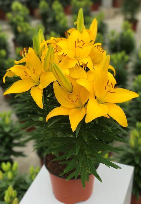 Hardy Lily Bulbs -Golden Matrix, Dwarf Asiatic - Caribbean garden seed