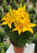 Hardy Lily Bulbs -Golden Matrix, Dwarf Asiatic - Caribbean garden seed