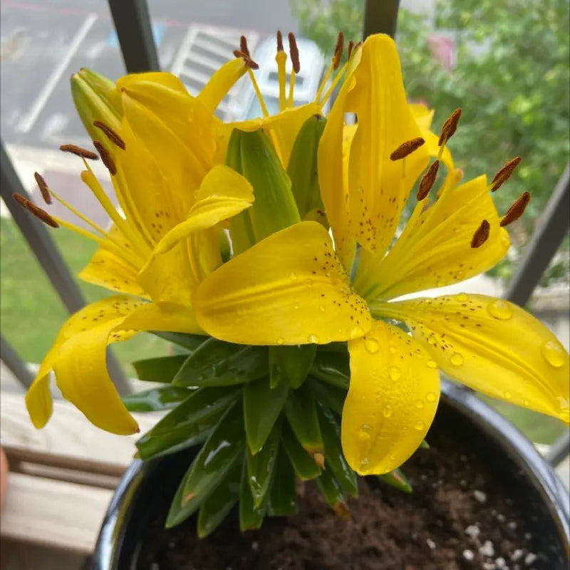 Hardy Lily Bulbs -Golden Matrix, Dwarf Asiatic - Caribbean garden seed
