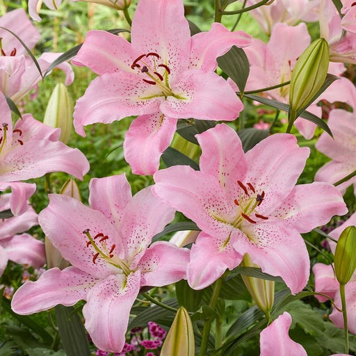 Oriental Lily -Josephine (Bulbs) Perennial - Caribbean garden seed