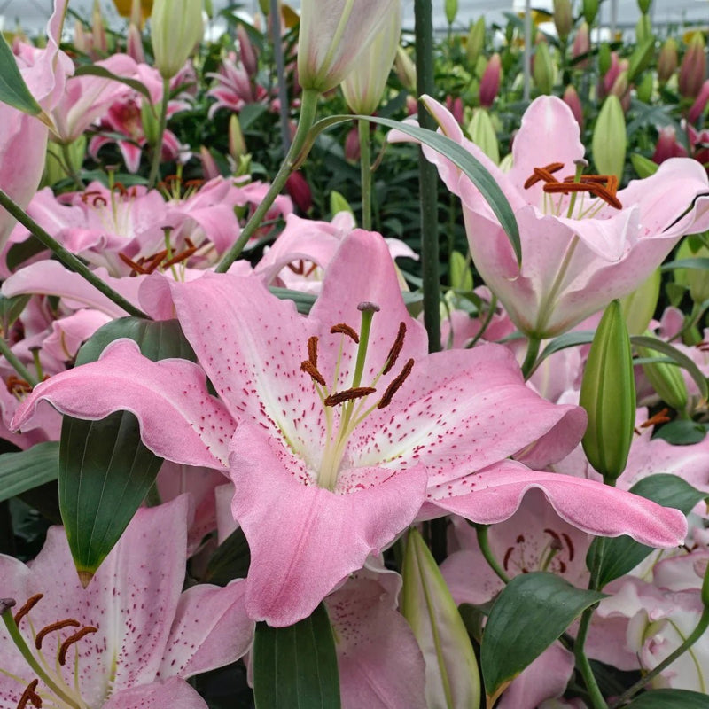 Oriental Lily -Josephine (Bulbs) Perennial - Caribbean garden seed