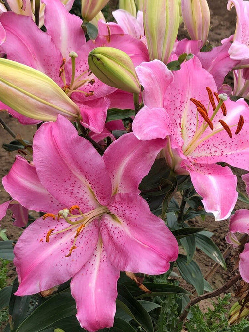 Oriental Lily -Josephine (Bulbs) Perennial - Caribbean garden seed