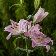 Oriental Lily -Josephine (Bulbs) Perennial - Caribbean garden seed