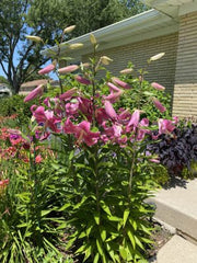 Oriental Lily -Josephine (Bulbs) Perennial - Caribbean garden seed