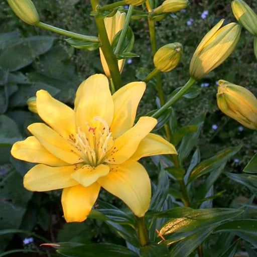 Pollen Free - Lily Bulbs - Fata Morgana - Caribbean garden seed