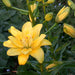 Pollen Free - Lily Bulbs - Fata Morgana - Caribbean garden seed