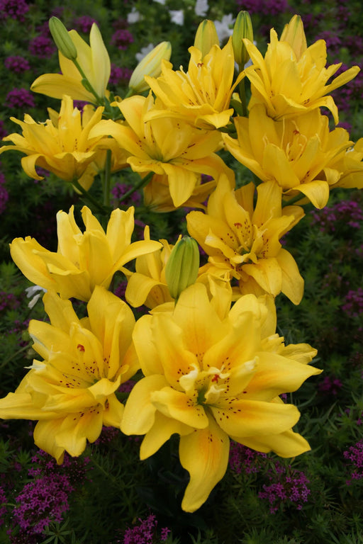 Pollen Free - Lily Bulbs - Fata Morgana - Caribbean garden seed