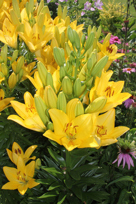 Pollen Free - Lily Bulbs - Fata Morgana - Caribbean garden seed