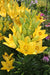 Pollen Free - Lily Bulbs - Fata Morgana - Caribbean garden seed