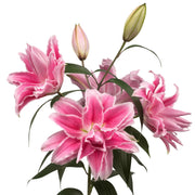 Lily Bulbs - Double Oriental, Isabella,fragrant - Caribbean garden seed