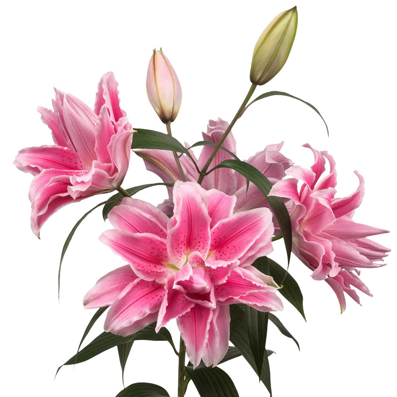 Lily Bulbs - Double Oriental, Isabella,fragrant - Caribbean garden seed
