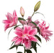 Lily Bulbs - Double Oriental, Isabella,fragrant - Caribbean garden seed