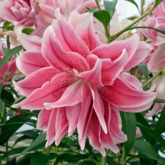 Lily Bulbs - Double Oriental, Isabella,fragrant - Caribbean garden seed