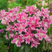 Lily Bulbs - Double Oriental, Isabella,fragrant - Caribbean garden seed