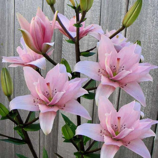 Pollen Free - Lily Bulbs - Elodie - Caribbean garden seed