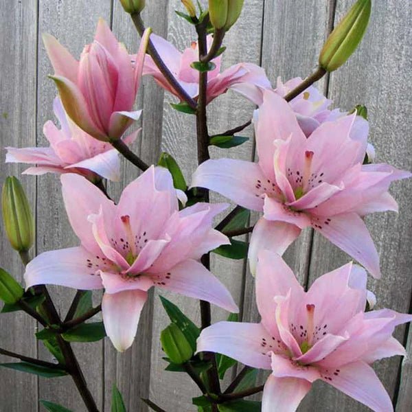 Pollen Free - Lily Bulbs - Elodie - Caribbean garden seed