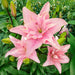 Pollen Free - Lily Bulbs - Elodie - Caribbean garden seed