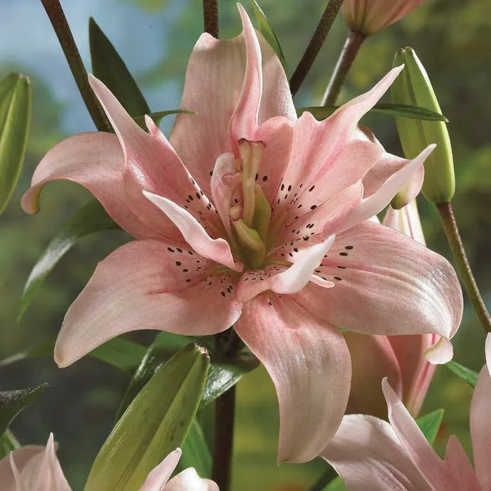 Pollen Free - Lily Bulbs - Elodie - Caribbean garden seed