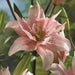 Pollen Free - Lily Bulbs - Elodie - Caribbean garden seed