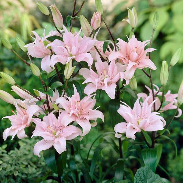 Pollen Free - Lily Bulbs - Elodie - Caribbean garden seed